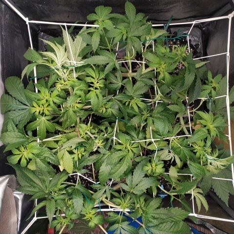 Runtz X Layer Cake growlog timeline photo