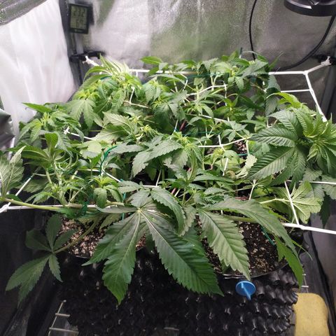 Runtz X Layer Cake growlog timeline photo