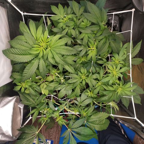 Runtz X Layer Cake growlog timeline photo