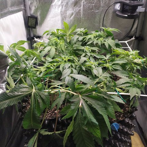 Runtz X Layer Cake growlog timeline photo