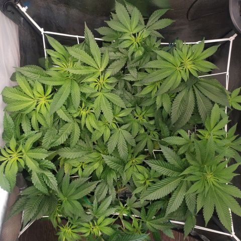 Runtz X Layer Cake growlog timeline photo