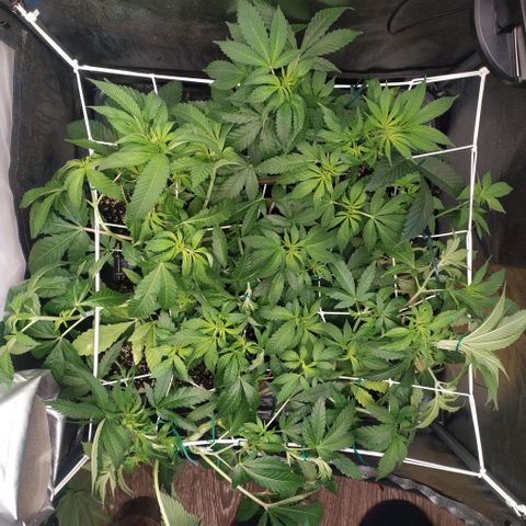 Runtz X Layer Cake growlog timeline photo