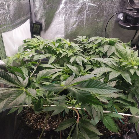Runtz X Layer Cake growlog timeline photo