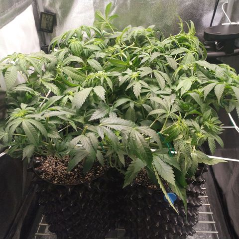 Runtz X Layer Cake growlog timeline photo