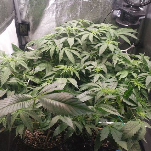 Runtz X Layer Cake growlog timeline photo