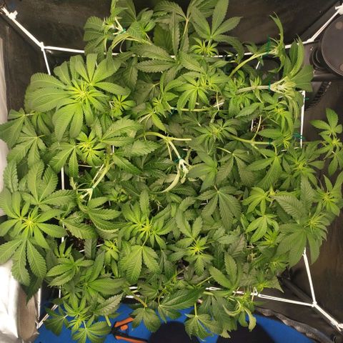 Runtz X Layer Cake growlog timeline photo