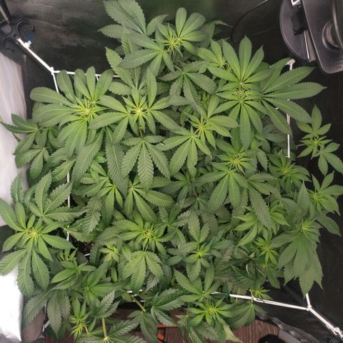 Runtz X Layer Cake growlog timeline photo