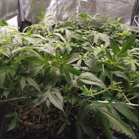 Runtz X Layer Cake growlog timeline photo