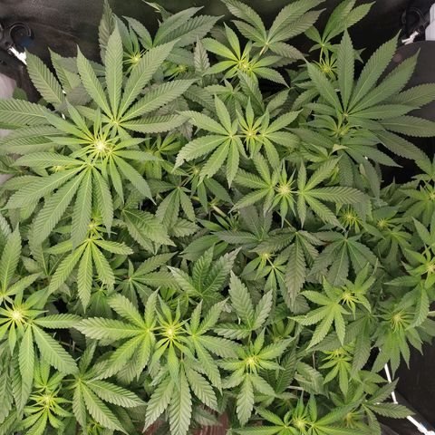 Runtz X Layer Cake growlog timeline photo