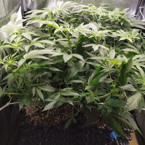 Runtz X Layer Cake growlog timeline photo