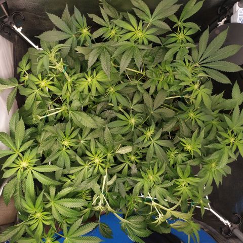 Runtz X Layer Cake growlog timeline photo