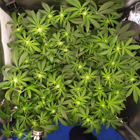Runtz X Layer Cake growlog timeline photo