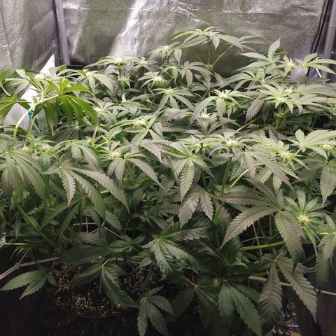 Runtz X Layer Cake growlog timeline photo