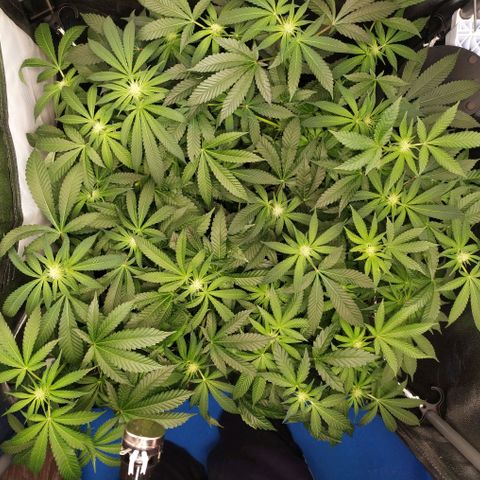 Runtz X Layer Cake growlog timeline photo