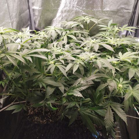 Runtz X Layer Cake growlog timeline photo
