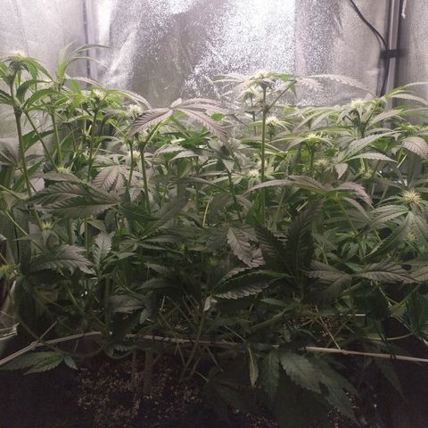 Runtz X Layer Cake growlog timeline photo