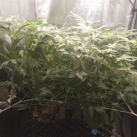 Runtz X Layer Cake growlog timeline photo
