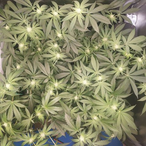 Runtz X Layer Cake growlog timeline photo