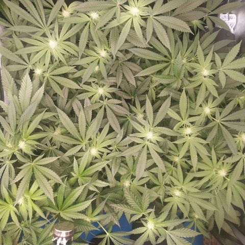 Runtz X Layer Cake growlog timeline photo