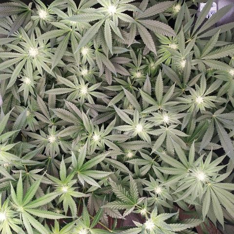 Runtz X Layer Cake growlog timeline photo