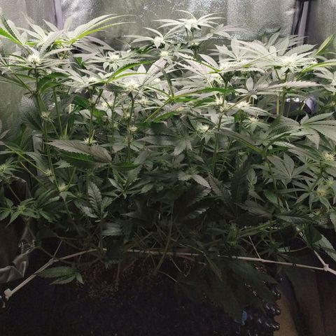 Runtz X Layer Cake growlog timeline photo