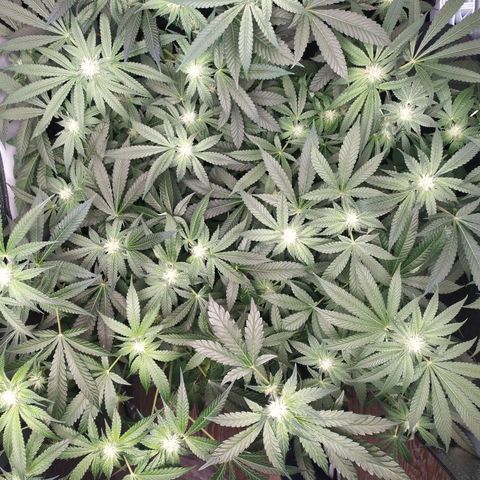 Runtz X Layer Cake growlog timeline photo