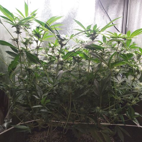 Runtz X Layer Cake growlog timeline photo