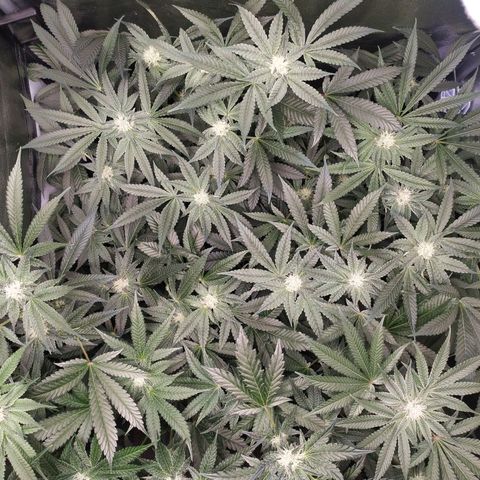 Runtz X Layer Cake growlog timeline photo