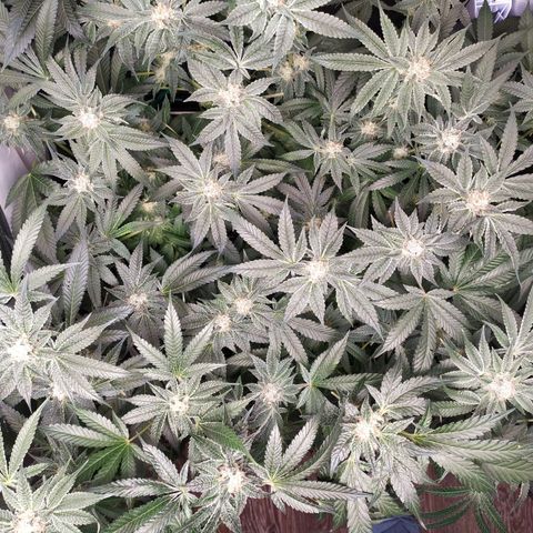 Runtz X Layer Cake growlog timeline photo