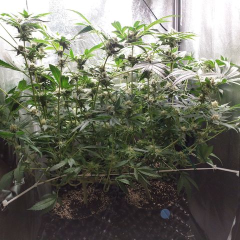 Runtz X Layer Cake growlog timeline photo