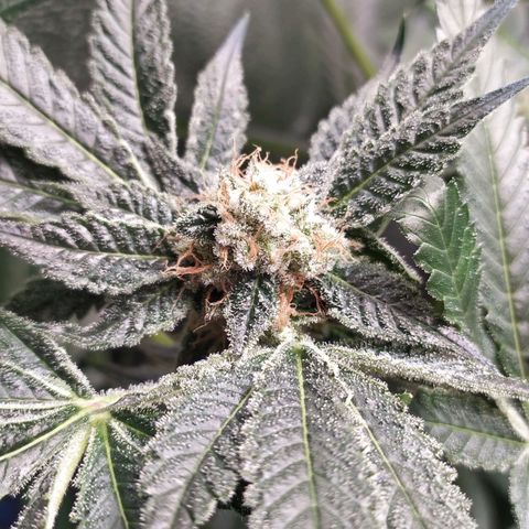 Runtz X Layer Cake growlog timeline photo