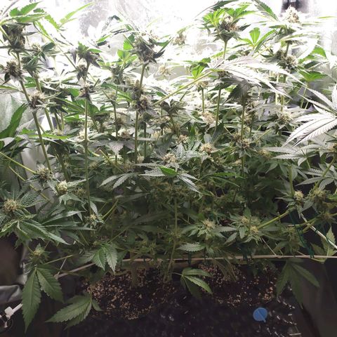 Runtz X Layer Cake growlog timeline photo