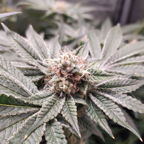 Runtz X Layer Cake growlog timeline photo
