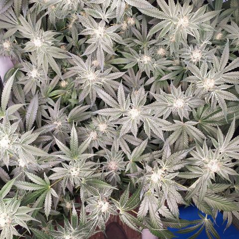 Runtz X Layer Cake growlog timeline photo
