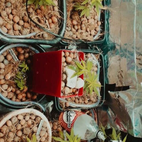 Genética desconhecida growlog timeline photo