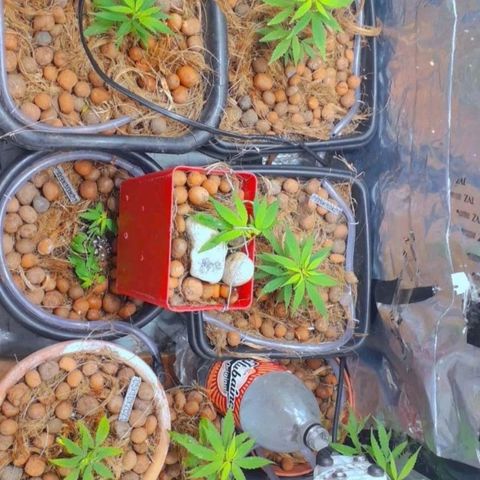 Genética desconhecida growlog timeline photo