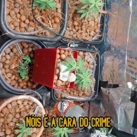 Genética desconhecida growlog timeline photo