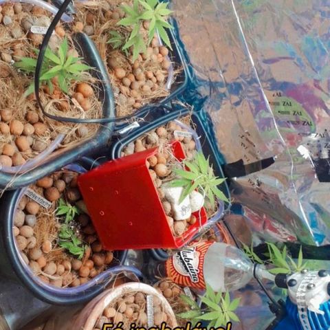 Genética desconhecida growlog timeline photo