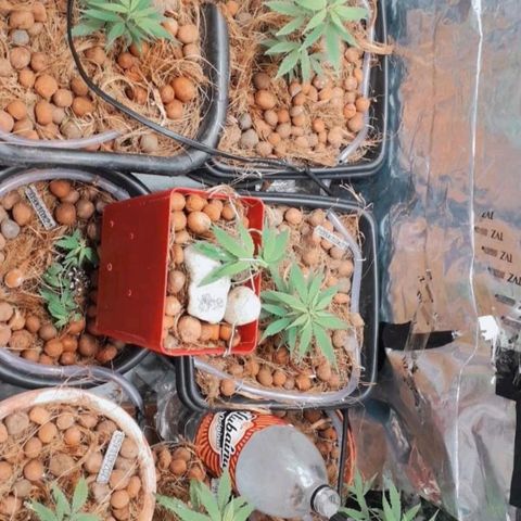 Genética desconhecida growlog timeline photo