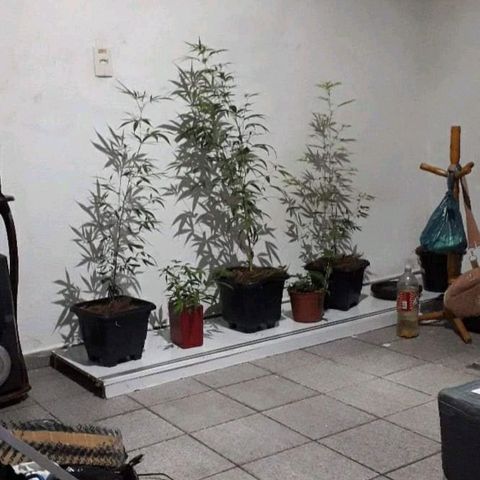 Genética desconhecida growlog timeline photo