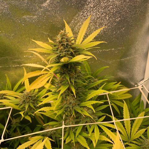 Do Si Dos growlog photo: Harvest day 
