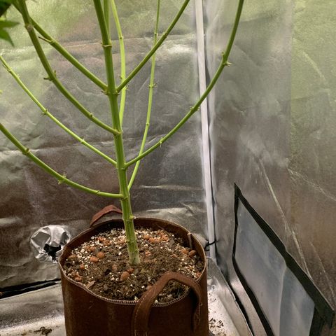 Do Si Dos growlog photo: Harvest day 