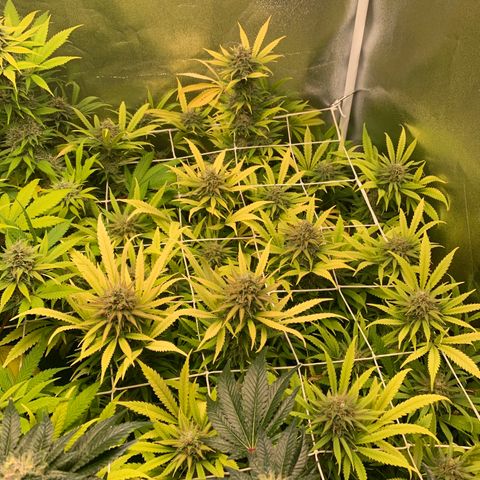 Do Si Dos growlog photo: Harvest day 