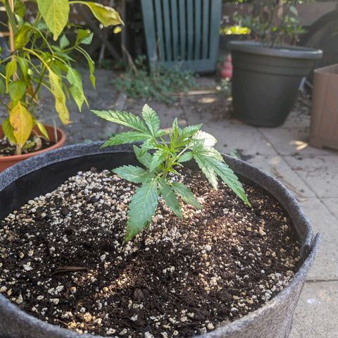 Candy growlog timeline photo