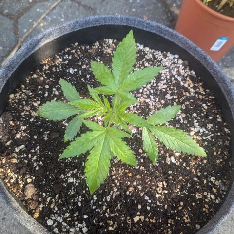Candy growlog timeline photo