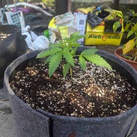 Candy growlog timeline photo