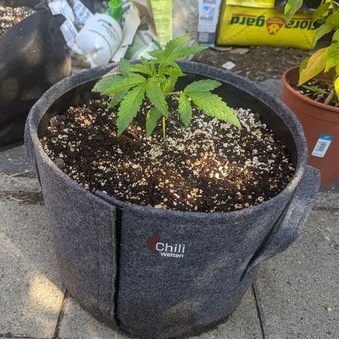 Candy growlog timeline photo