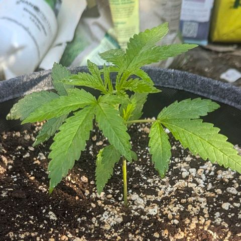 Candy growlog timeline photo