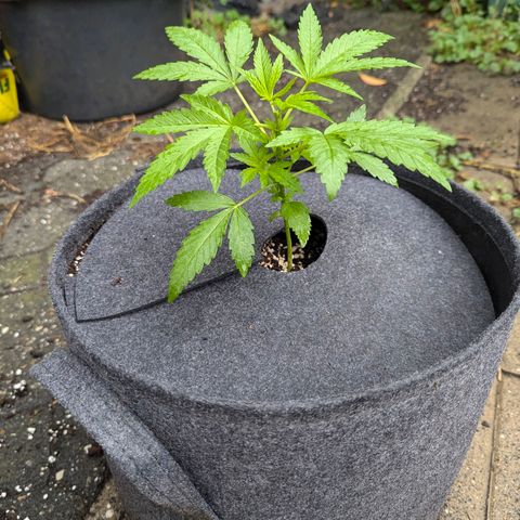 Candy growlog timeline photo