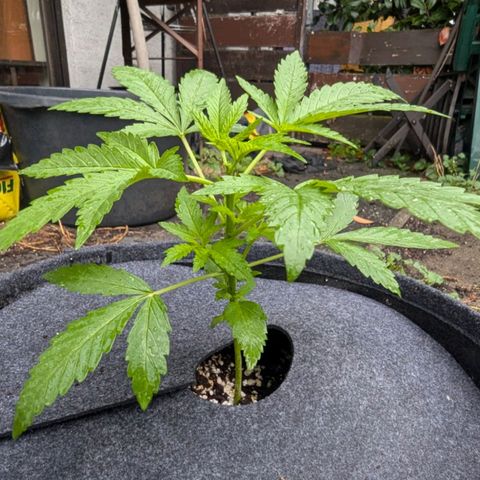Candy growlog timeline photo